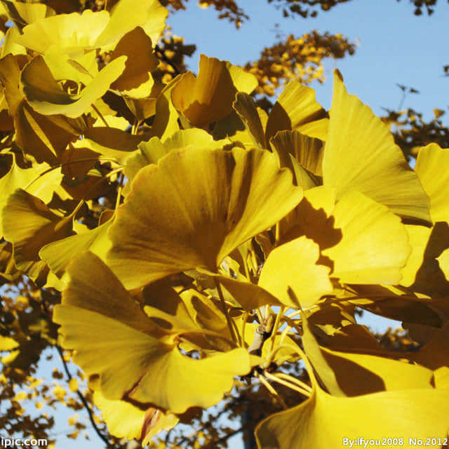 Ginkgo biloba