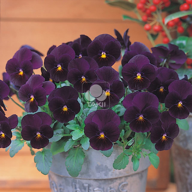 Viola cornuta Four Seasons Velvet White Cottony Spots