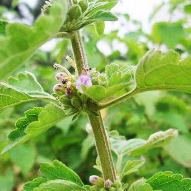 Anisomeles indica