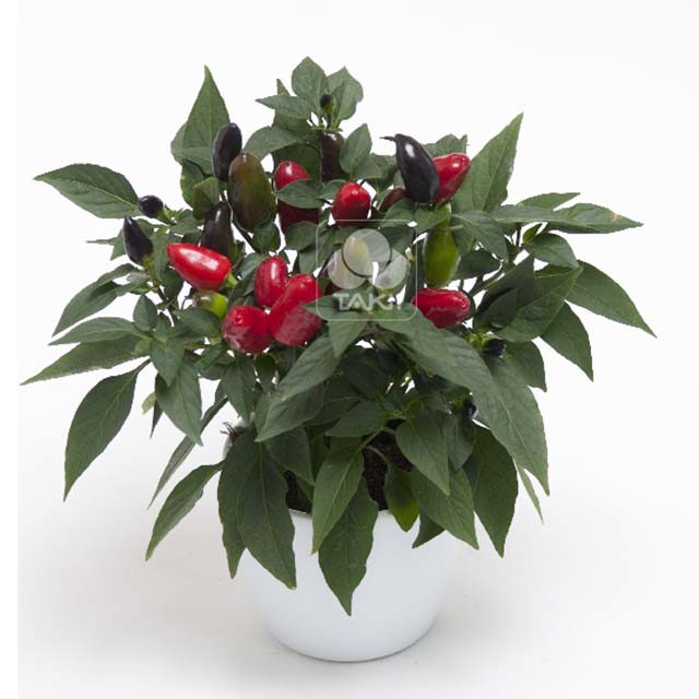 Capsicum baccatum Cubana Red