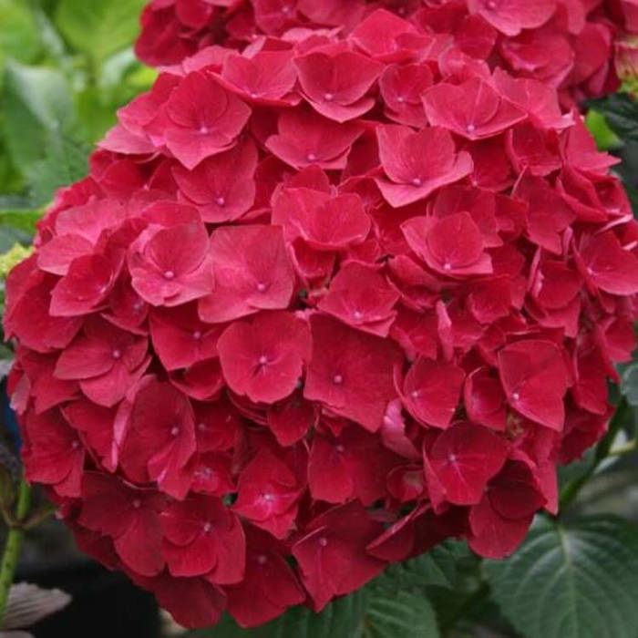 Hydrangea macrophylla Magical Ruby Red Sudden Leaf Drop