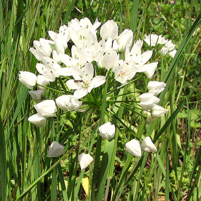Allium neapolitanum