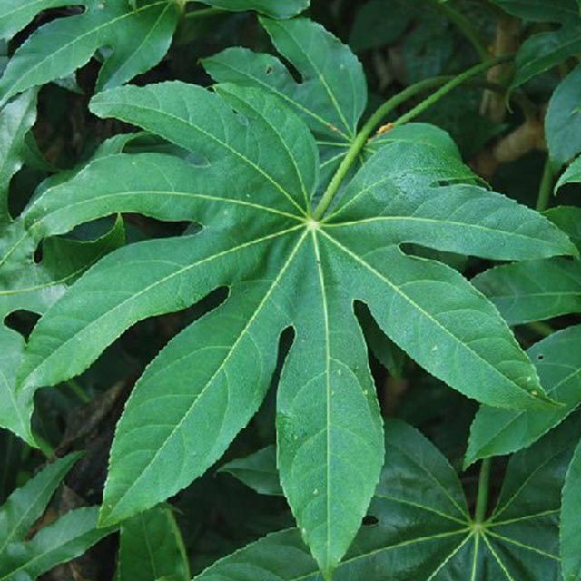 Fatsia japonica