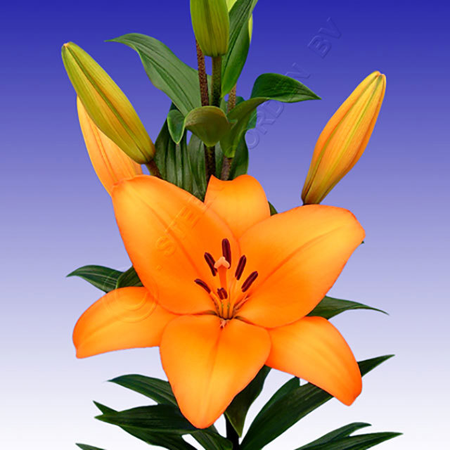Lilium Honesty Ragnatele sottili