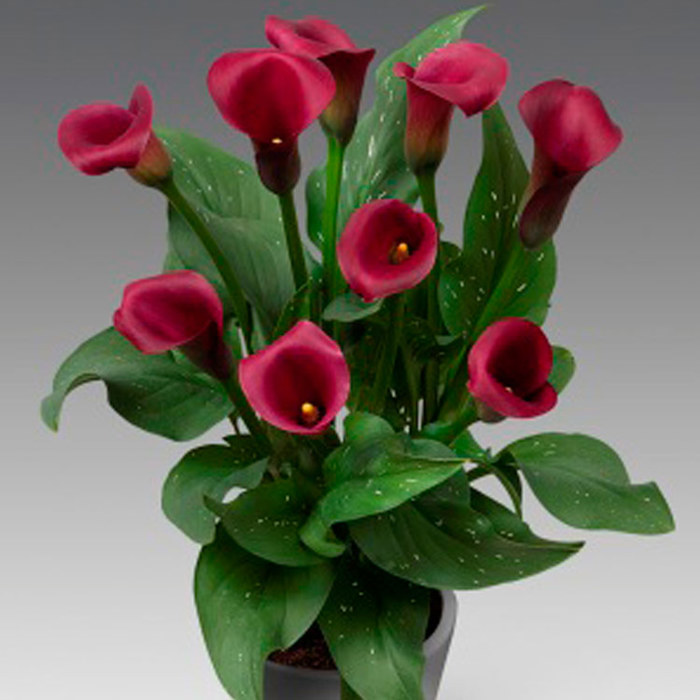 Zantedeschia Captain Maestro Sudden Leaf Drop