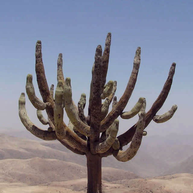 Stetsonia coryne