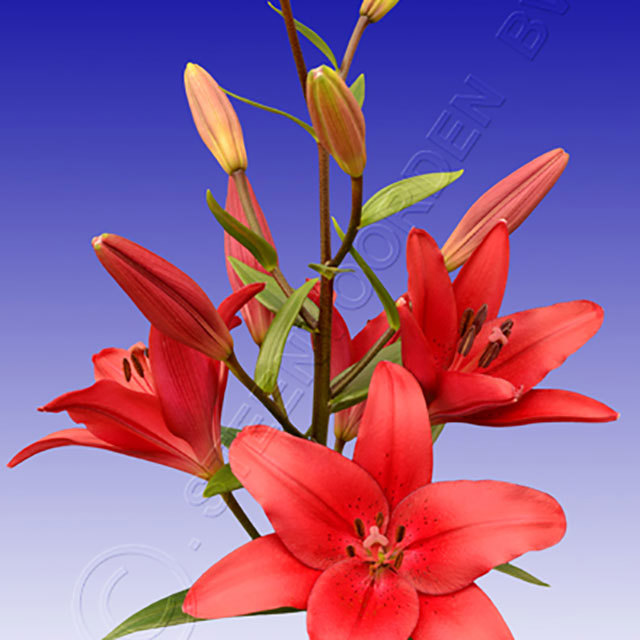 Lilium hybride Batistero