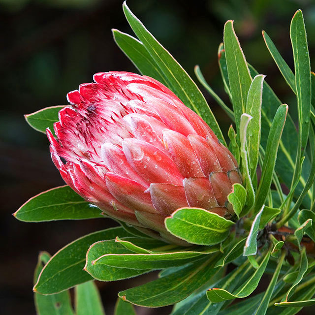 Protea grandiceps