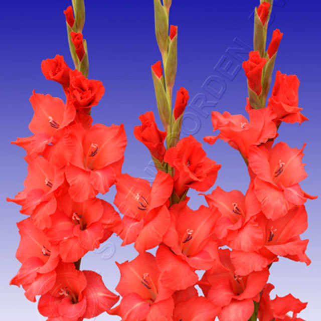 Gladiolus Berloiz