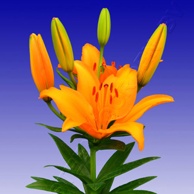 Lilium Mystery Joy