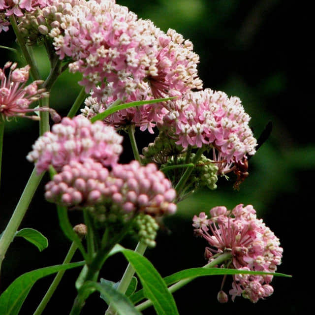 Asclepias incarnata