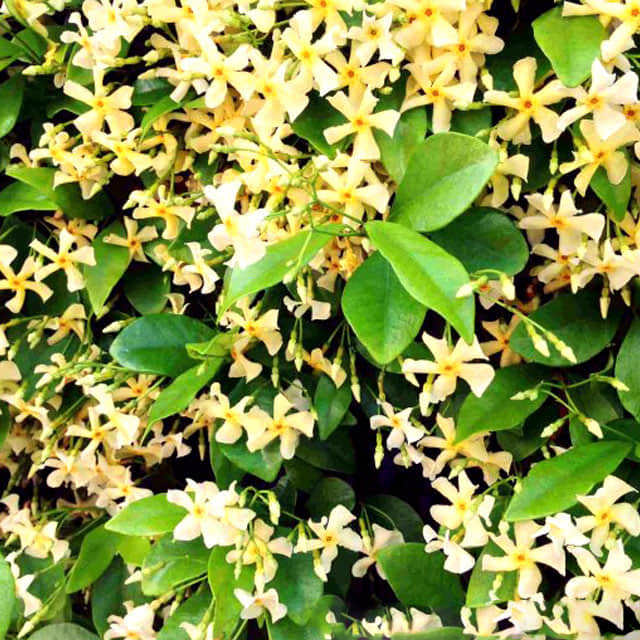Trachelospermum asiaticum