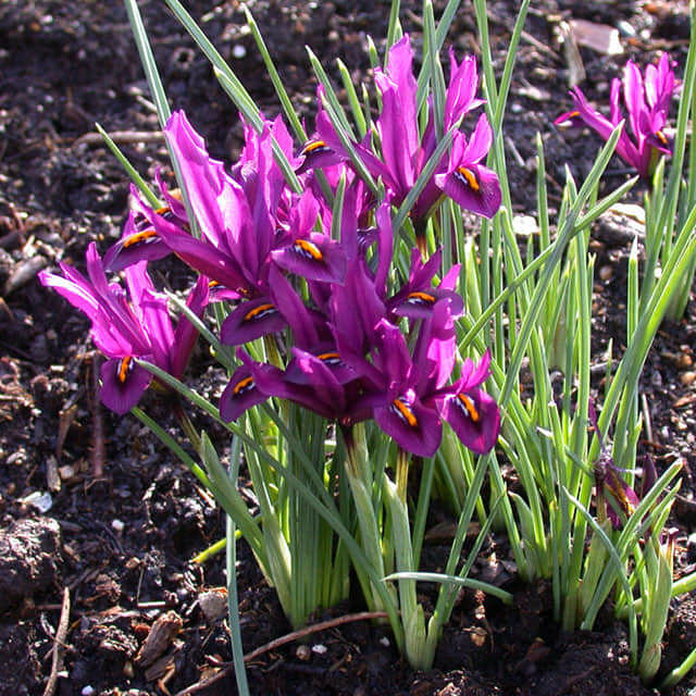 Iris reticulata J.S. Dyte