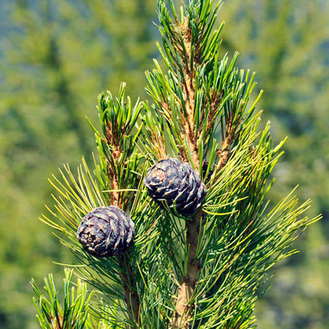 Pinus cembra