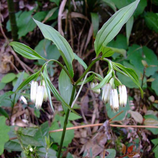 Disporum bodinieri