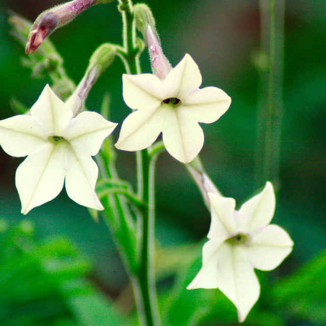 Nicotiana suaveolens