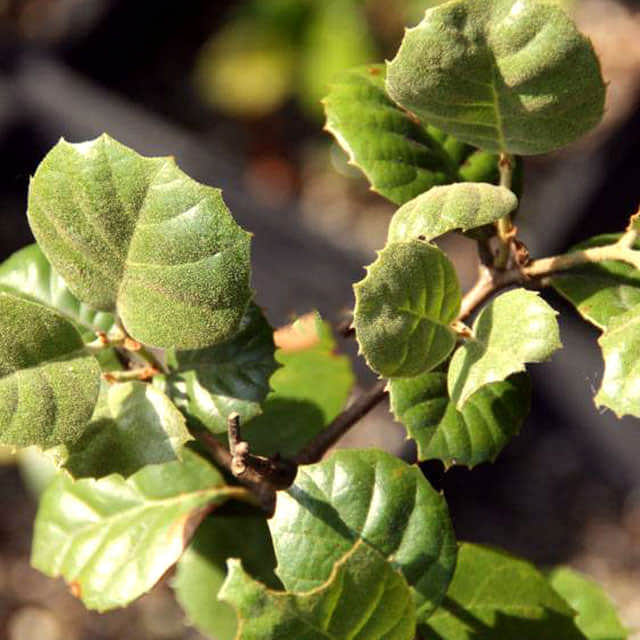 Quercus alnifolia