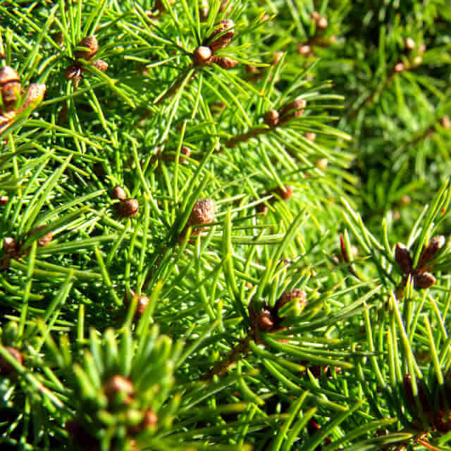 Picea glauca Conica