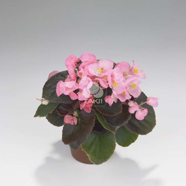 Begonia Havana Pink 843