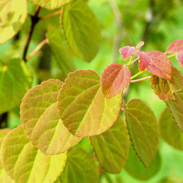 Cercidiphyllum japonicum