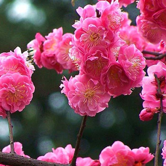 Prunus mume Chinnabar Purple