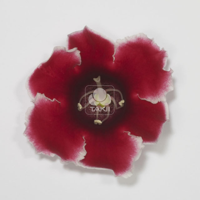 Sinningia speciosa Empress Red Picotee White Powder