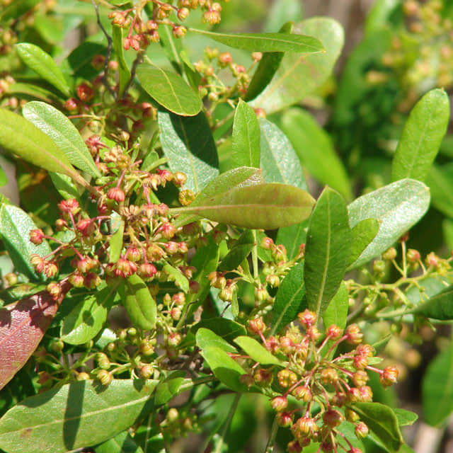 Dodonaea viscosa Sticky Leaves