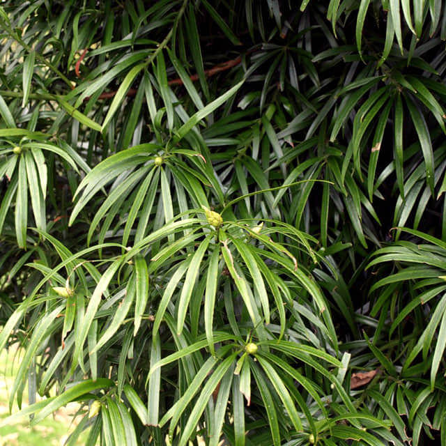 Podocarpus henkelii