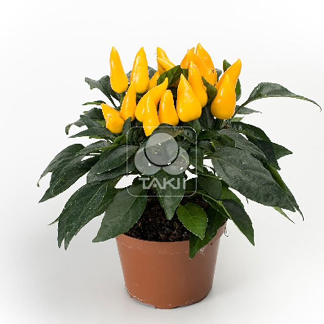 Capsicum annuum Mambo Yellow Fine Webbing