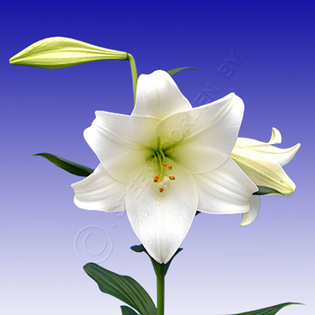 Lilium LA Hybrid White Heaven Fine Webbing