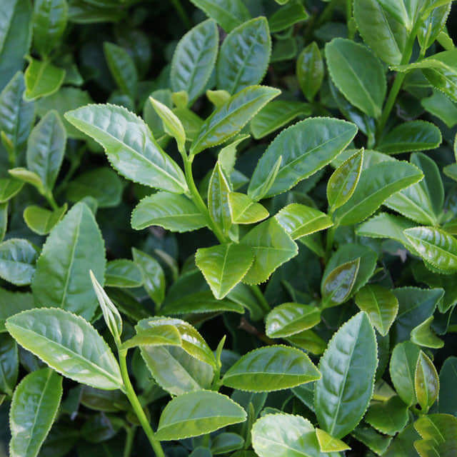 Camellia sinensis
