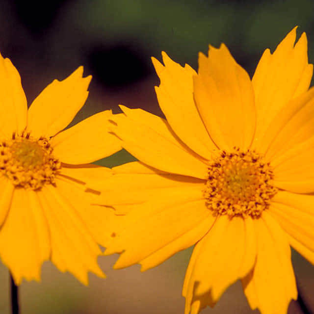 Coreopsis auriculata