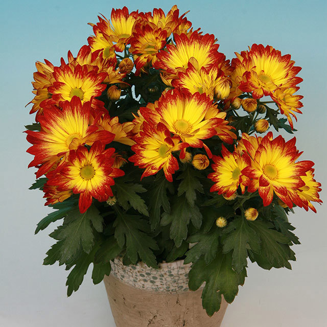 Chrysanthemum Marangon Fine Webbing