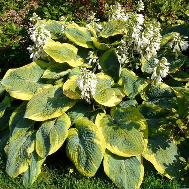 Hosta sieboldiana Frances Williams Brown Leaf Tips