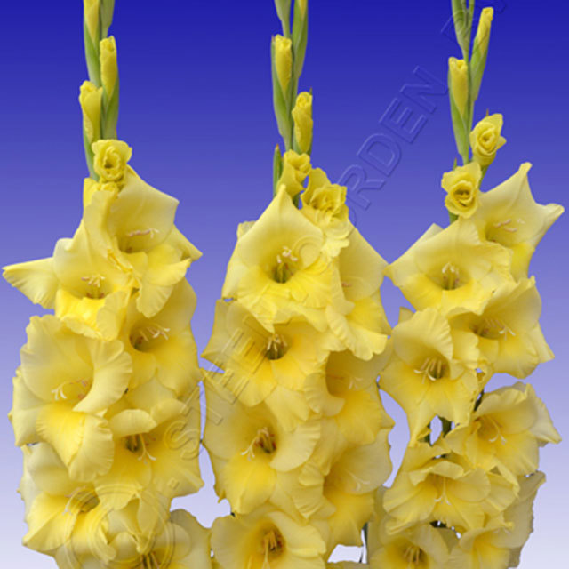 Gladiolus Cha Cha