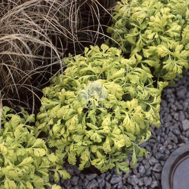 Tanacetum parthenium Golden Moss