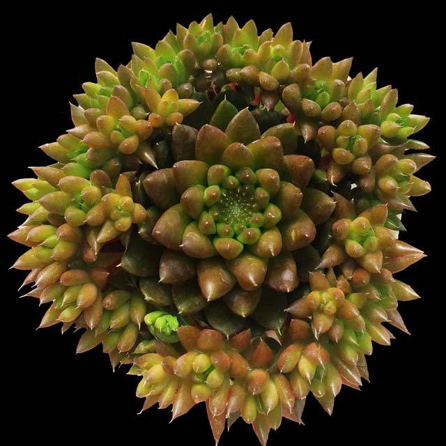 Orostachys japonica White Cottony Spots