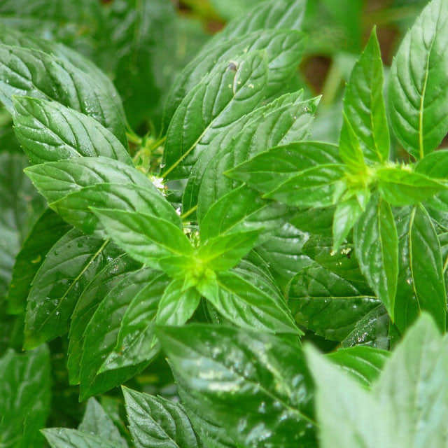 Mentha arvensis