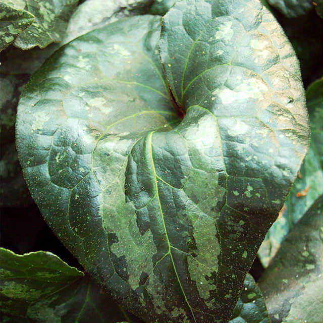 Asarum splendens