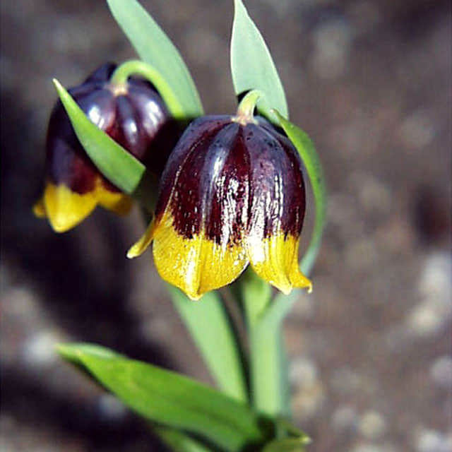 Fritillaria michailovskyi