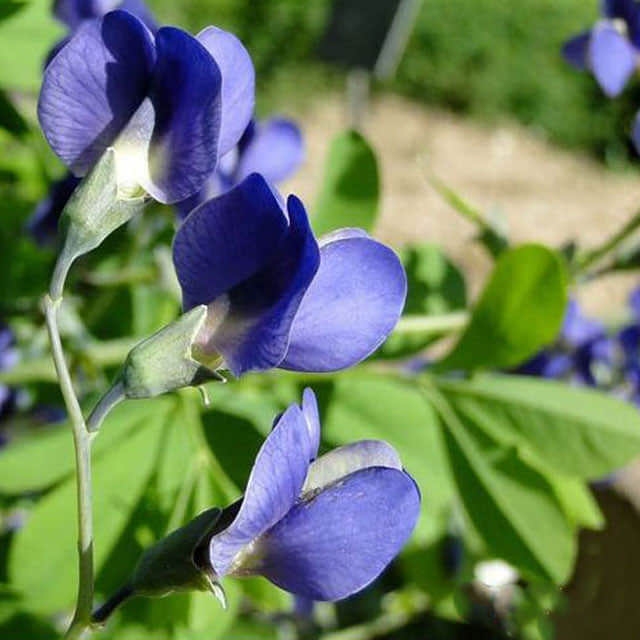 Baptisia australis