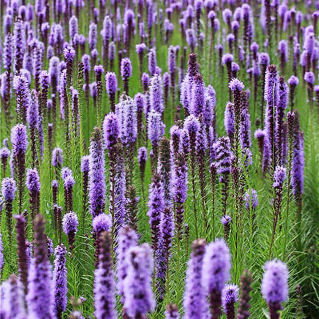Liatris spicata