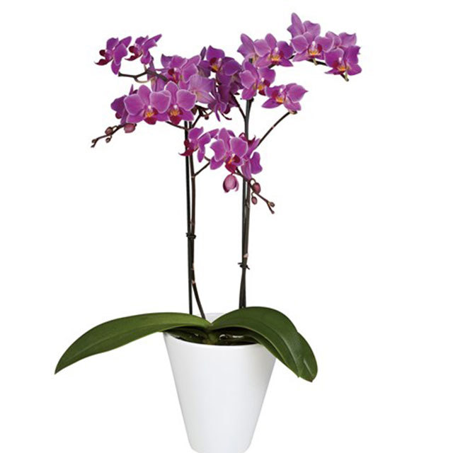 Phalaenopsis Mukalla