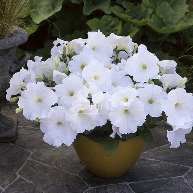 Petunia Trilogy F1 White