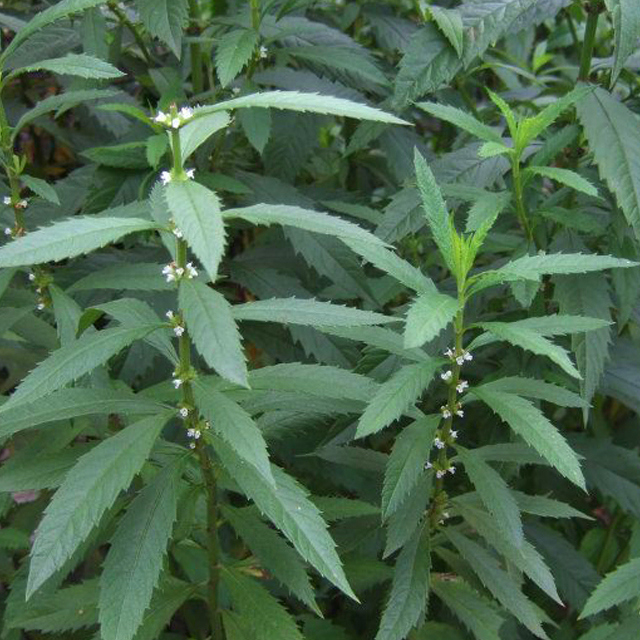 Eupatorium dubium