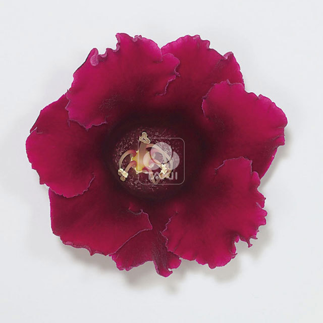 Sinningia empress wine red