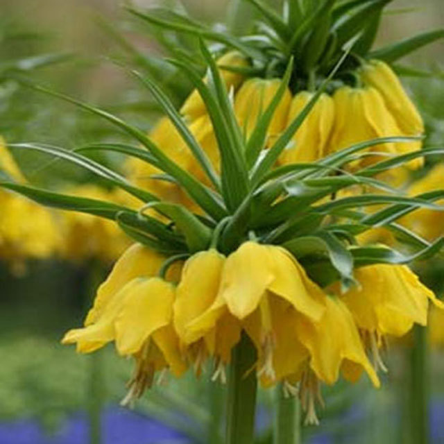 Fritillaria lutea