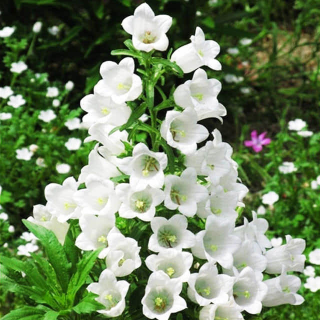 Campanula