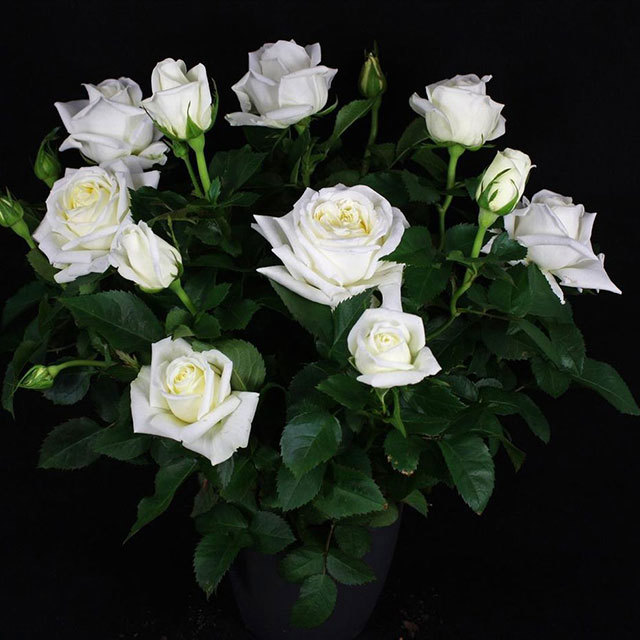 Mini Rose Gletscher Ovation Sticky Leaves