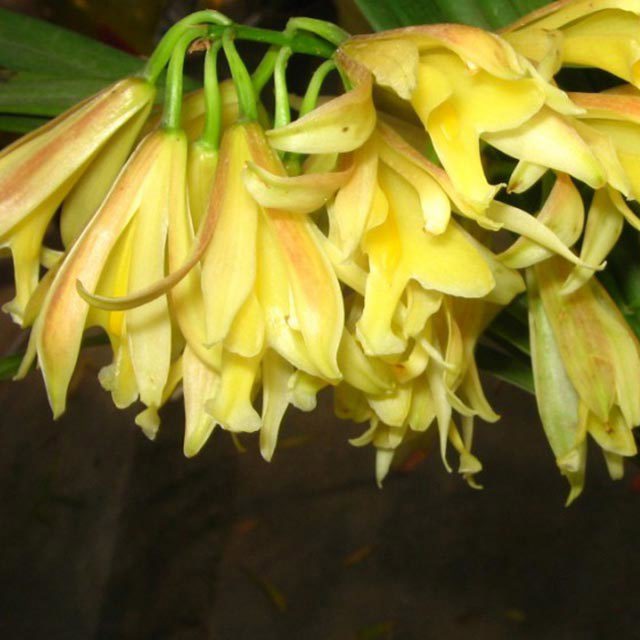 Cymbidium elegans Tiny Black Flies